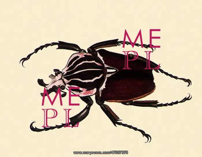 : Goliath Beetle : Goliath Beetle