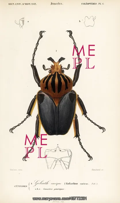 : Goliath beetle, Goliathus cacicus : Goliath beetle, Goliathus cacicus