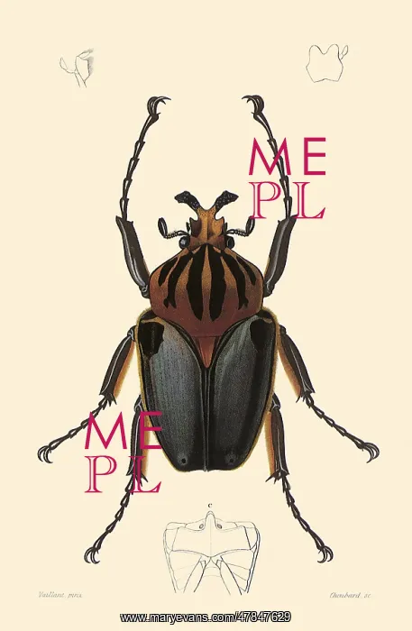 : Goliath Beetle (Goliathus cacicus) : Goliath Beetle (Goliathus cacicus)