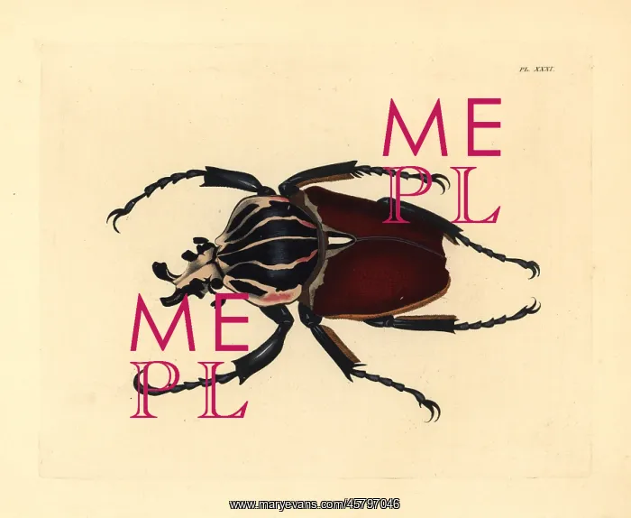 : Goliath beetle, Goliathus giganteus : Goliath beetle, Goliathus giganteus