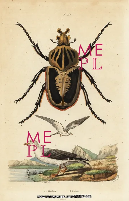 : Goliath beetle, Goliathus goliatus 1 and common : Goliath beetle, Goliathus goliatus 1 and common