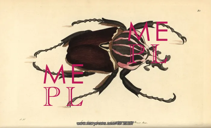 : Goliath beetle, Goliathus goliatus : Goliath beetle, Goliathus goliatus