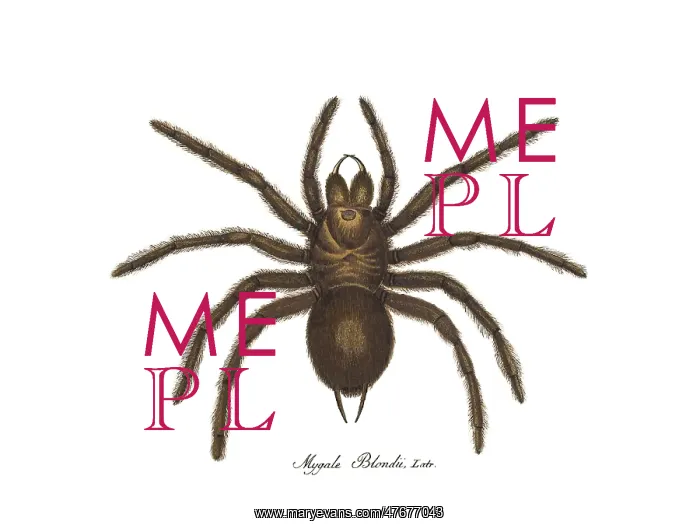 : Goliath Bird-eating Spider : Goliath Bird-eating Spider