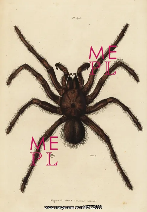 : Goliath birdeater spider, Theraphosa blondi : Goliath birdeater spider, Theraphosa blondi