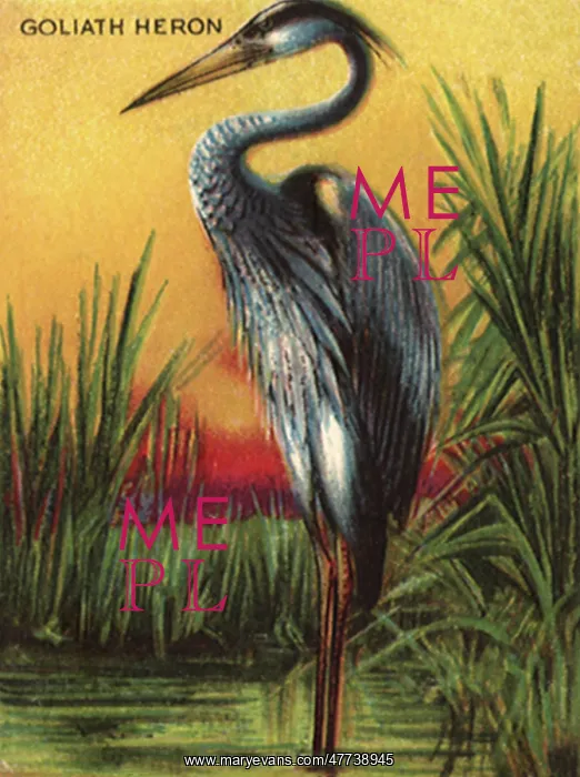  : Goliath Heron