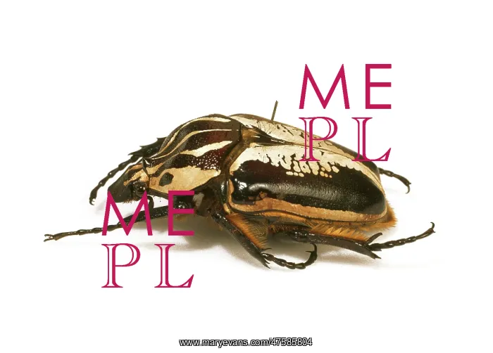 : Goliathus goliathus, goliath beetle : Goliathus goliathus, goliath beetle