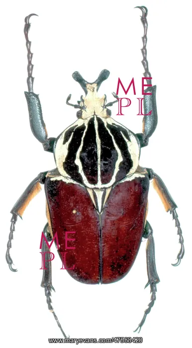 : Goliathus goliathus, goliath beetle : Goliathus goliathus, goliath beetle