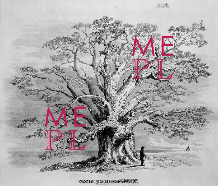 : Golynos Oak : Golynos Oak