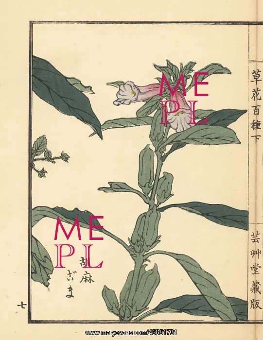: Goma or sesame, Sesamum indicum : Goma or sesame, Sesamum indicum