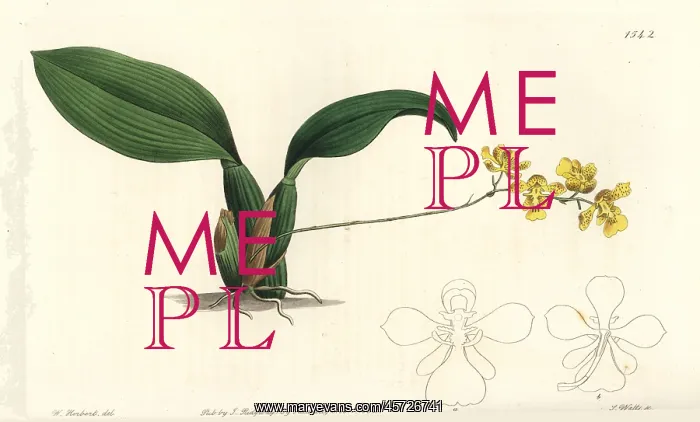 : Gomesa cornigera orchid : Gomesa cornigera orchid