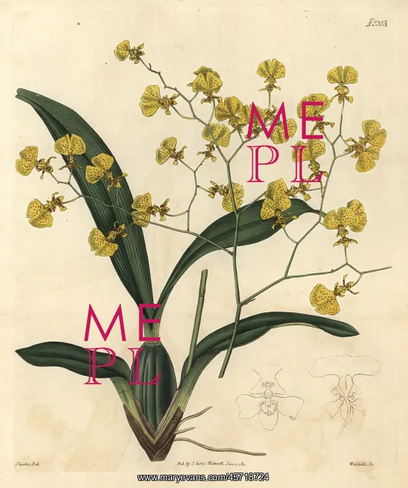 : Gomesa flexuosa orchid : Gomesa flexuosa orchid