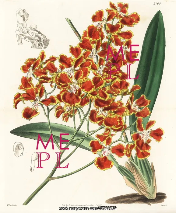 : Gomesa forbesii orchid : Gomesa forbesii orchid
