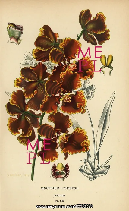: Gomesa forbesii orchid : Gomesa forbesii orchid