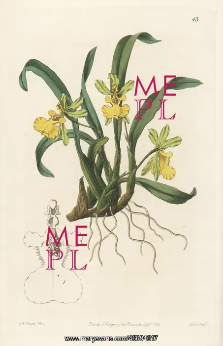 : Gomesa uniflora orchid : Gomesa uniflora orchid