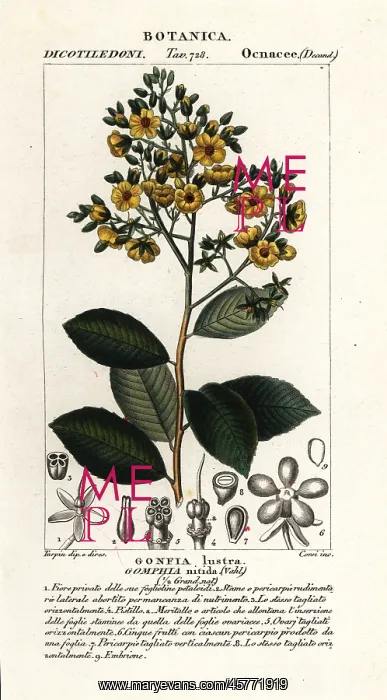  : Gomphia nitida