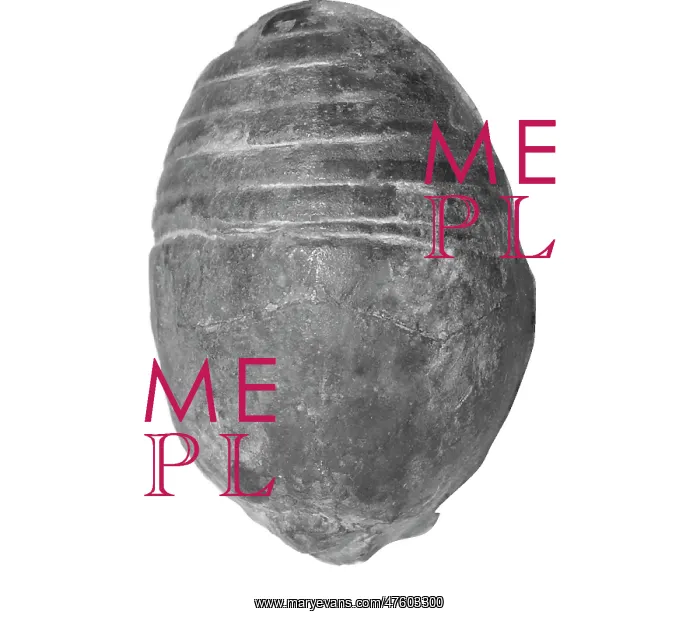 : Gomphoceras pyriforme, nautiloid : Gomphoceras pyriforme, nautiloid