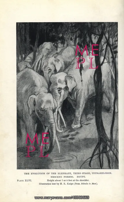: Gomphotherium species : Gomphotherium species