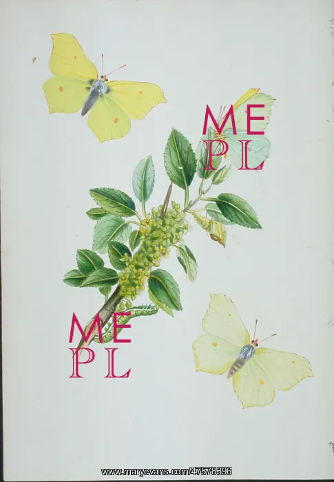 : Gonepteryx rhamni, brimstone : Gonepteryx rhamni, brimstone