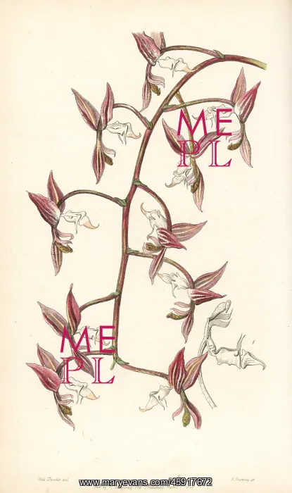 : Gongora aromatica orchid : Gongora aromatica orchid
