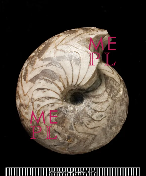 : Goniatites, fossil ammonite : Goniatites, fossil ammonite