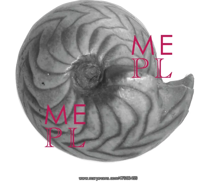 : Goniatites sp. goniatite : Goniatites sp. goniatite