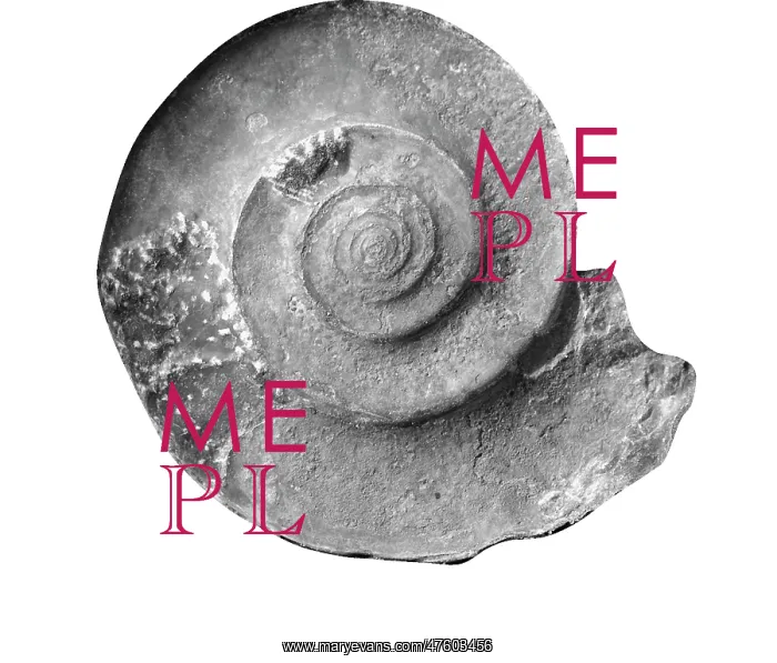 : Gonioclymenia laevigata, ammonoid : Gonioclymenia laevigata, ammonoid