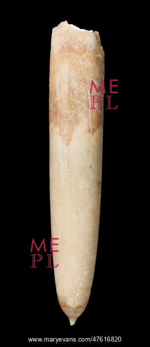 : Gonioteuthis, a fossil belemnite : Gonioteuthis, a fossil belemnite