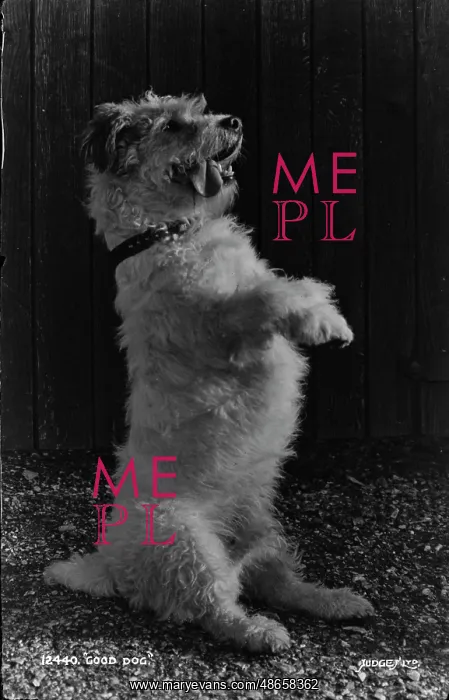 : Good Dog. This charming black and white photograph features a fluffy dog : Good Dog. This charming black and white photograph features a fluffy dog