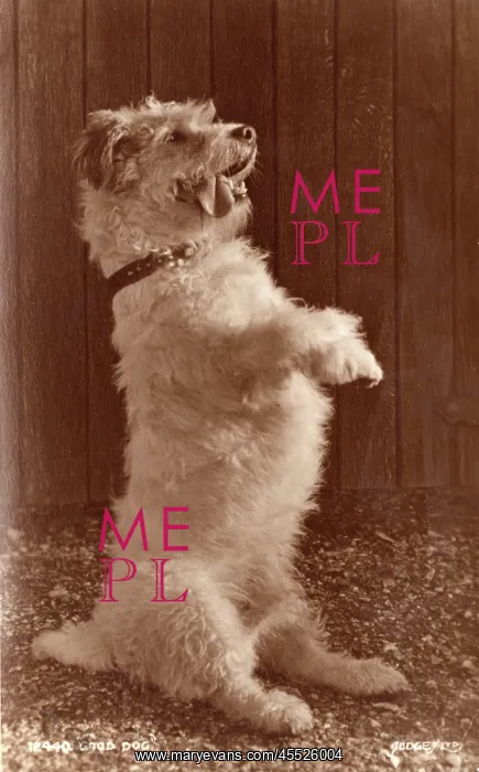 : Good Dog - A terrier in seriously cute pose