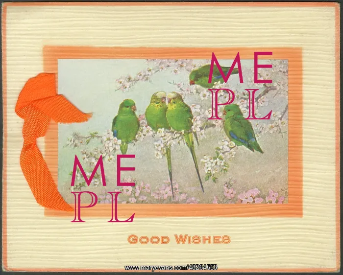 : Good Wishes Greetings Card featuring five budgerigars : Good Wishes Greetings Card featuring five budgerigars