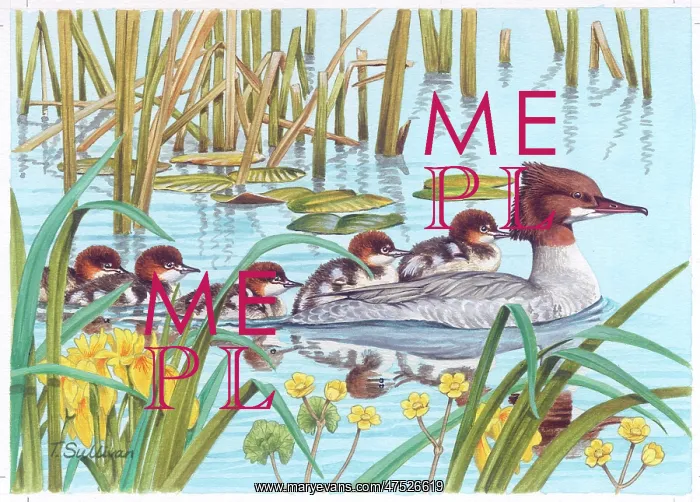 : Goosander Family with kingcups in river : Goosander Family with kingcups in river