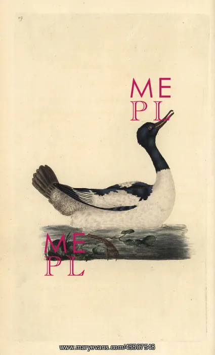: Goosander, Mergus merganser : Goosander, Mergus merganser
