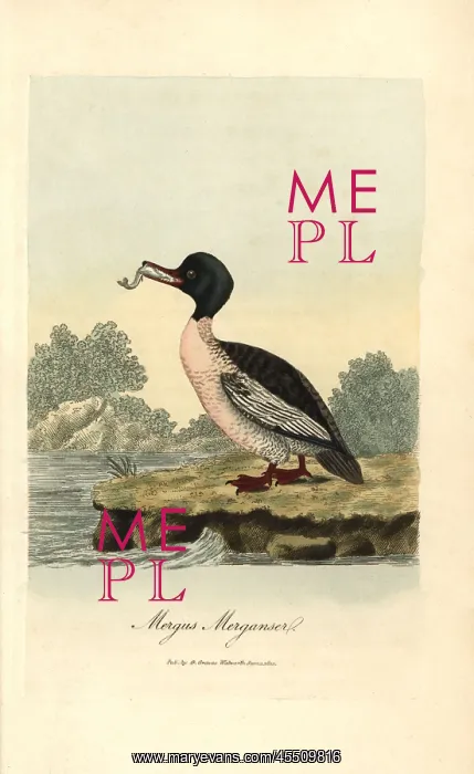 : Goosander, Mergus merganser : Goosander, Mergus merganser