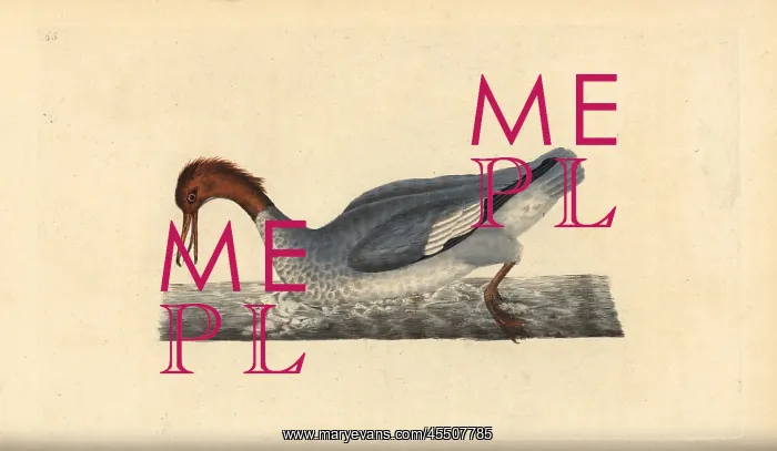 : Goosander, Mergus merganser, female : Goosander, Mergus merganser, female