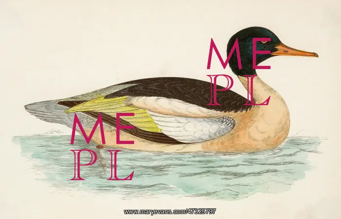  : GOOSANDER (MORRIS)