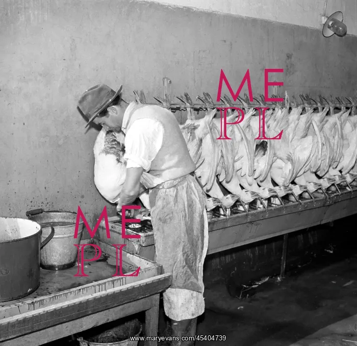 : Goose farm - meat - feathers : Goose farm - meat - feathers