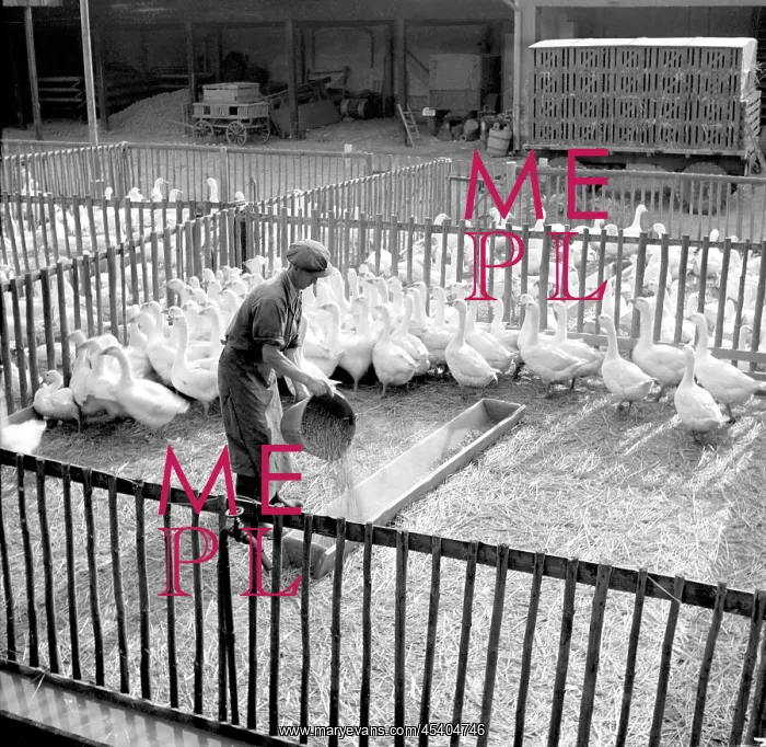: Goose farm - meat - feathers : Goose farm - meat - feathers