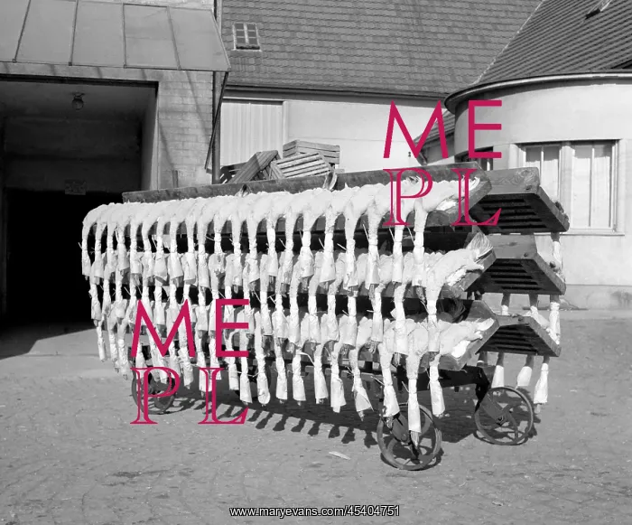 : Goose farm - meat - feathers : Goose farm - meat - feathers