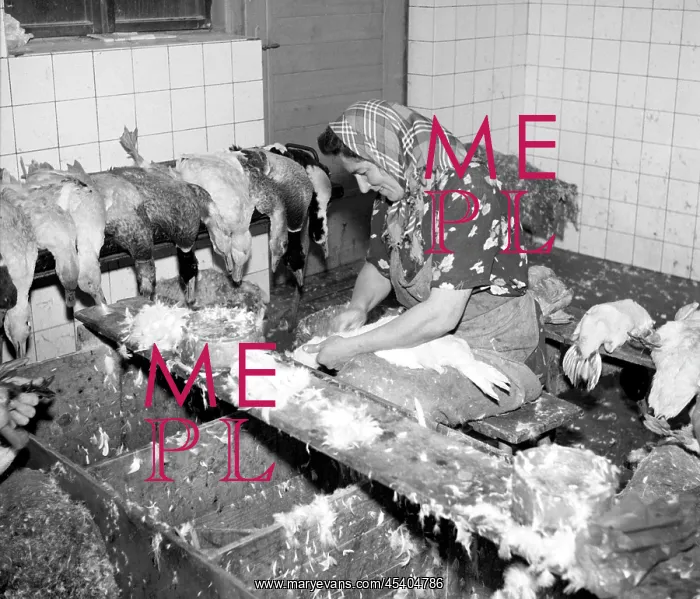 : Goose farm - meat - feathers : Goose farm - meat - feathers