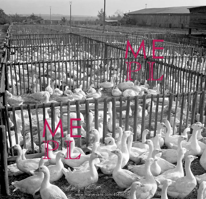: Goose farm - meat - feathers : Goose farm - meat - feathers