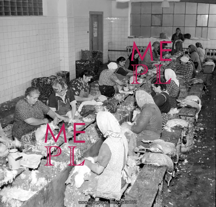: Goose farm - meat - feathers - plucking : Goose farm - meat - feathers - plucking