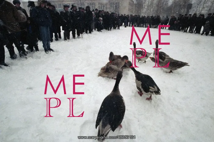 : Goose fight : Goose fight
