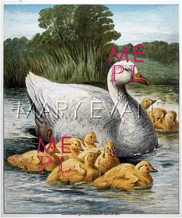  : GOOSE AND GOSLINGS