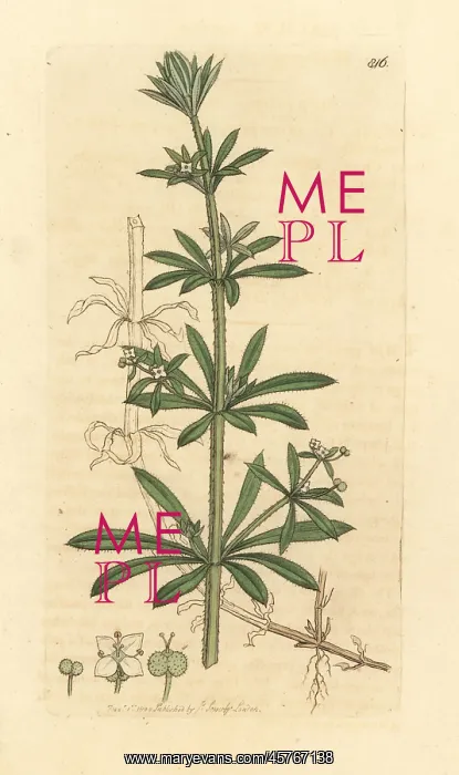 : Goose-grass or cleavers, Galium aparine : Goose-grass or cleavers, Galium aparine