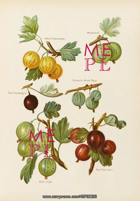 : GOOSEBERRIES : GOOSEBERRIES