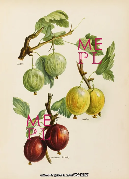  : Gooseberries