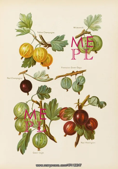 : GOOSEBERRIES : GOOSEBERRIES