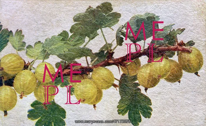  : Gooseberries on a branch