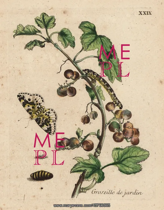 : Gooseberry with moth : Gooseberry with moth