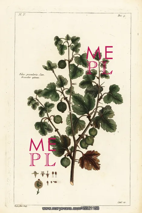 : Gooseberry, Ribes grossularia. Linn. Grosselier epineux : Gooseberry, Ribes grossularia. Linn. Grosselier epineux